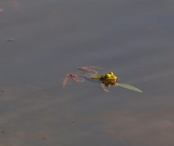 Ranocchie da identificare - Pelophylax sp., P. lessonae